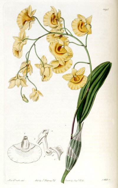 Dendrobium lindleyi (als syn. Dendrobium aggregatum) door Miss Drake